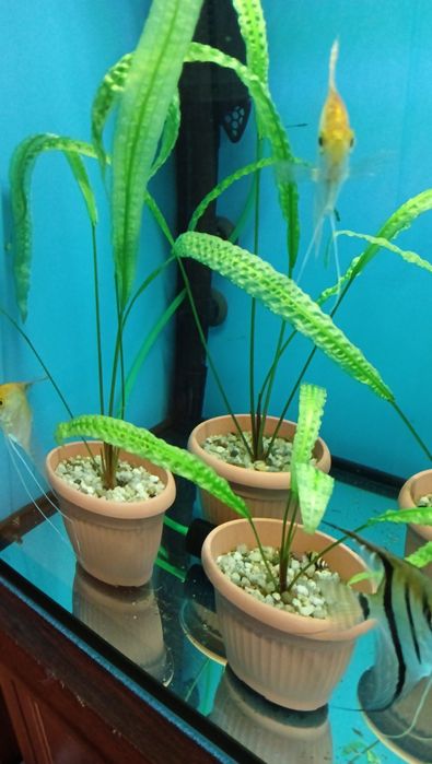 Akwarystyka Rośliny