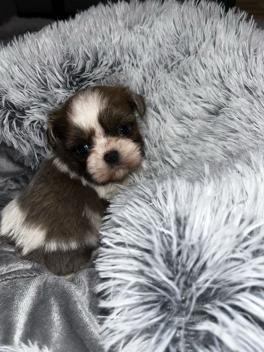 Shihtzu, shih tzu szczeniak, suczka