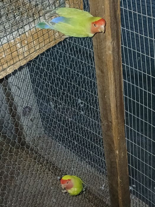 Agapornis para venda