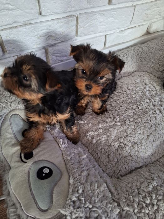 Yorkshire terrier MINI