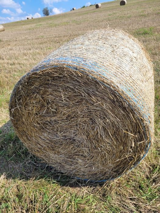 Słoma  żytnia balony