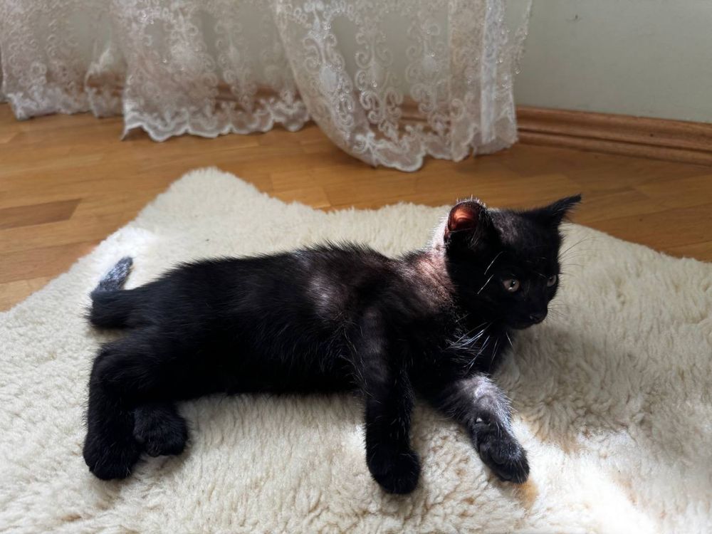 Віддам котика в добрі руки!