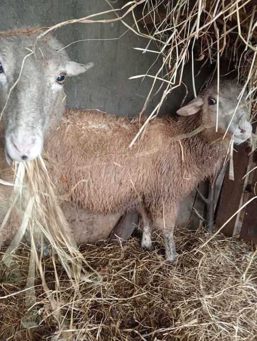 Borrego com 4 meses