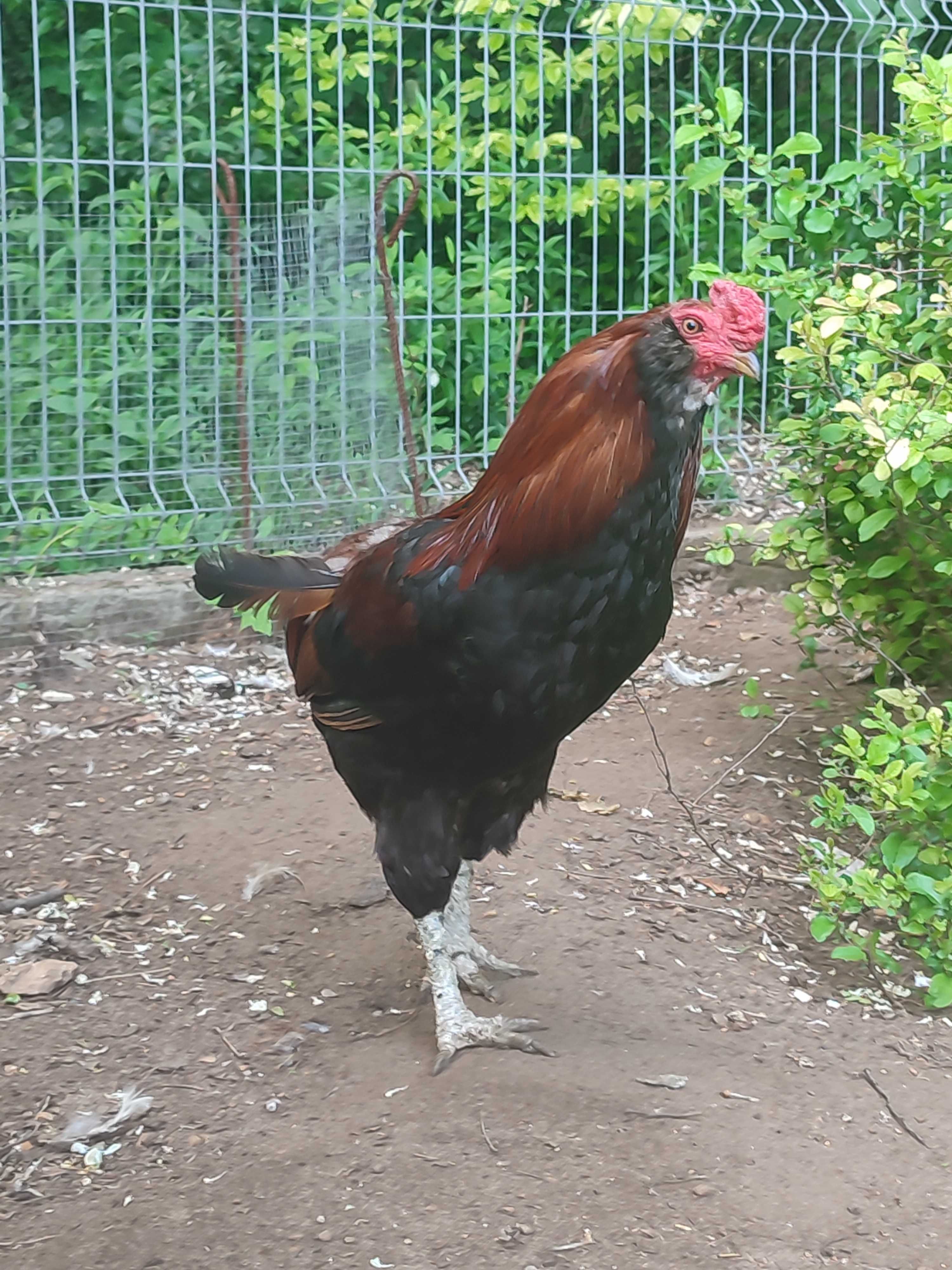 Kogut araucana bezogoniasta