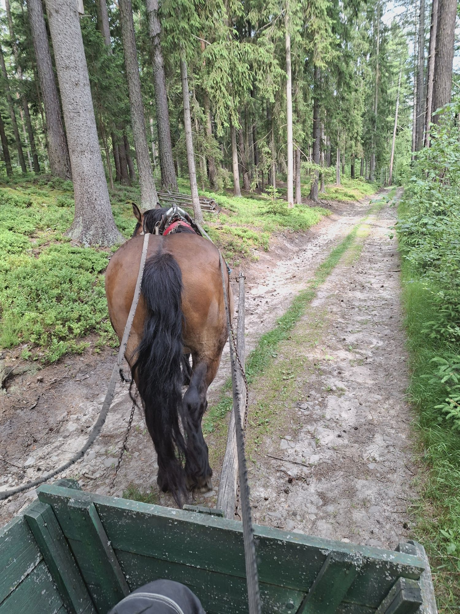 Sprzedam klacz zimnokrwistom