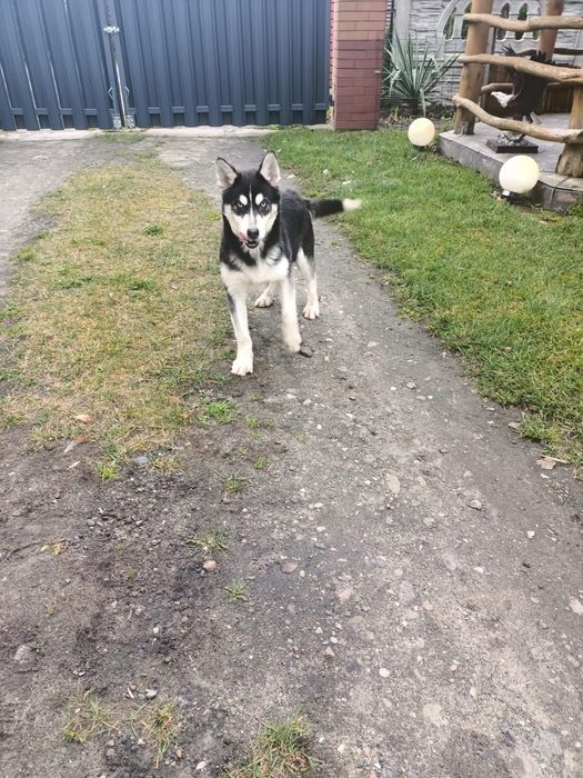 Syberian Husky - Sunia