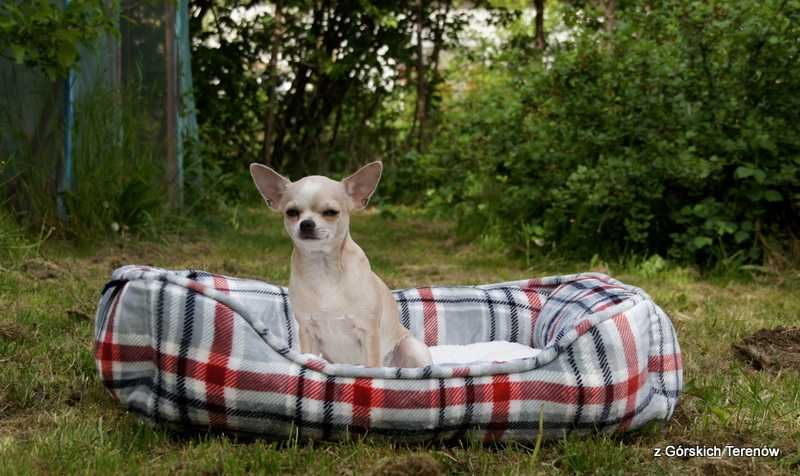 Chihuahua suczka z rodowodem FCI