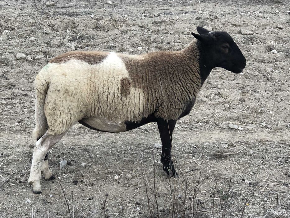 Ovelha Dorper Cruzada de 6 meses