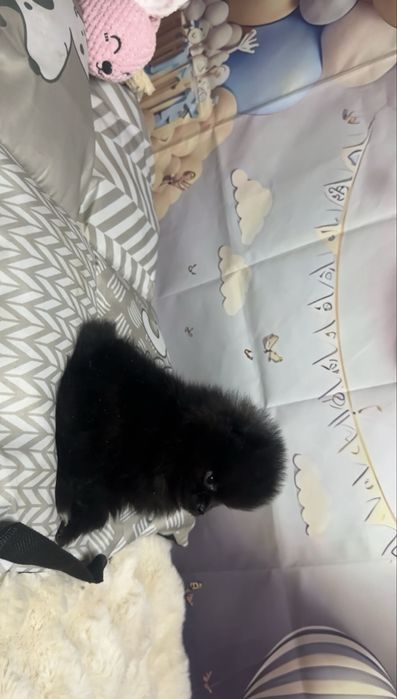 Pomeranian dziewczynka czarna mini