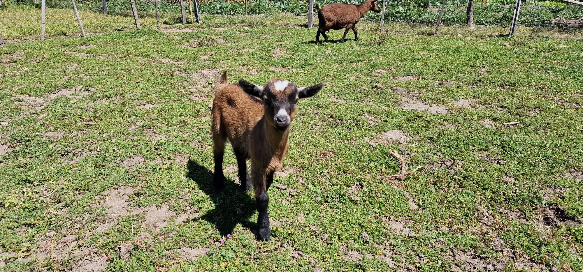 Vendo cabras anãs