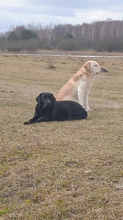 Цуценята лабрадора