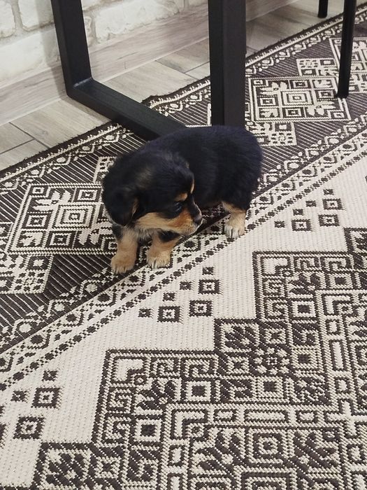 Песик маленької породи