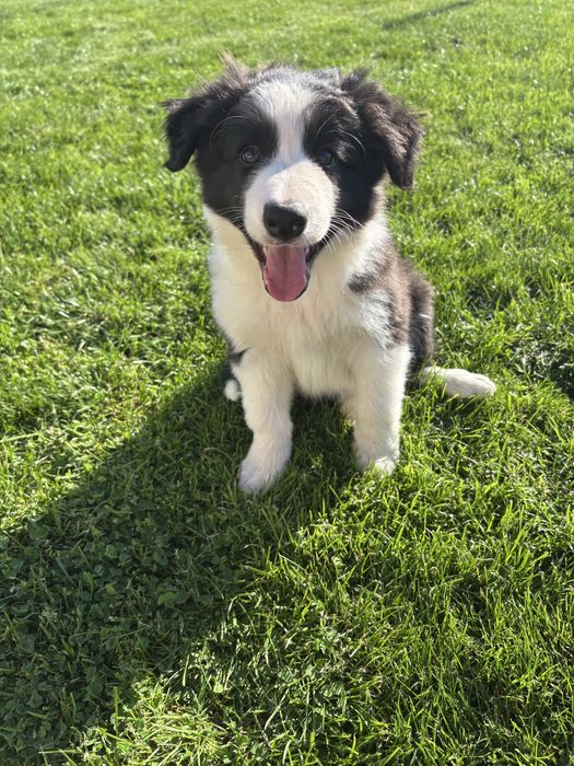 Border Collie szczeniak