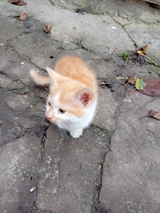 Вiддам чудове кошеня