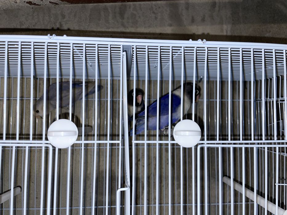 Agapornis personatas