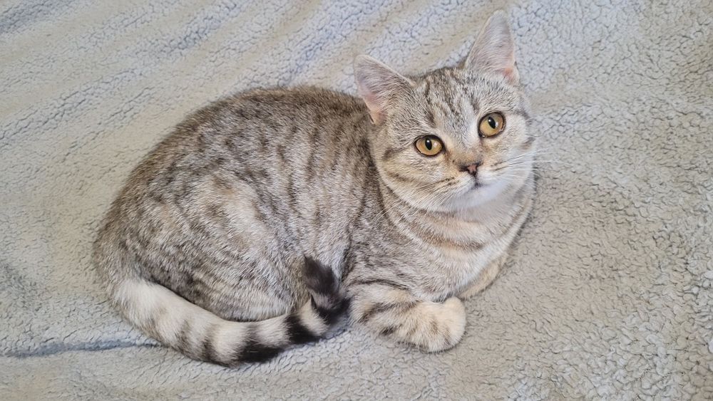 Девочка шиншилла пятнистый окрас