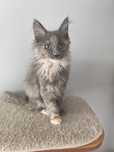 Niebieska szylkretka Maine Coon
