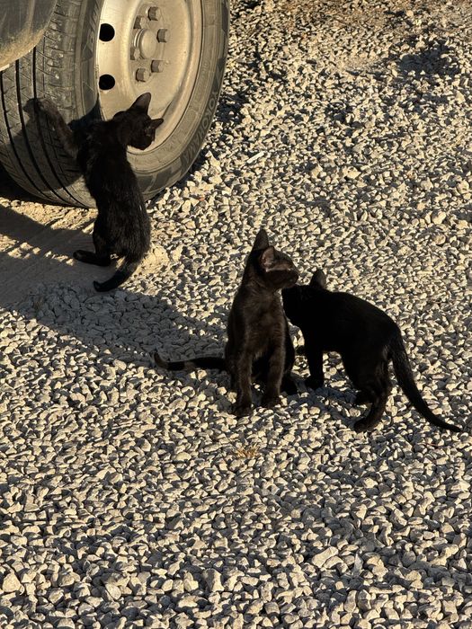 Gatinhos para adopção