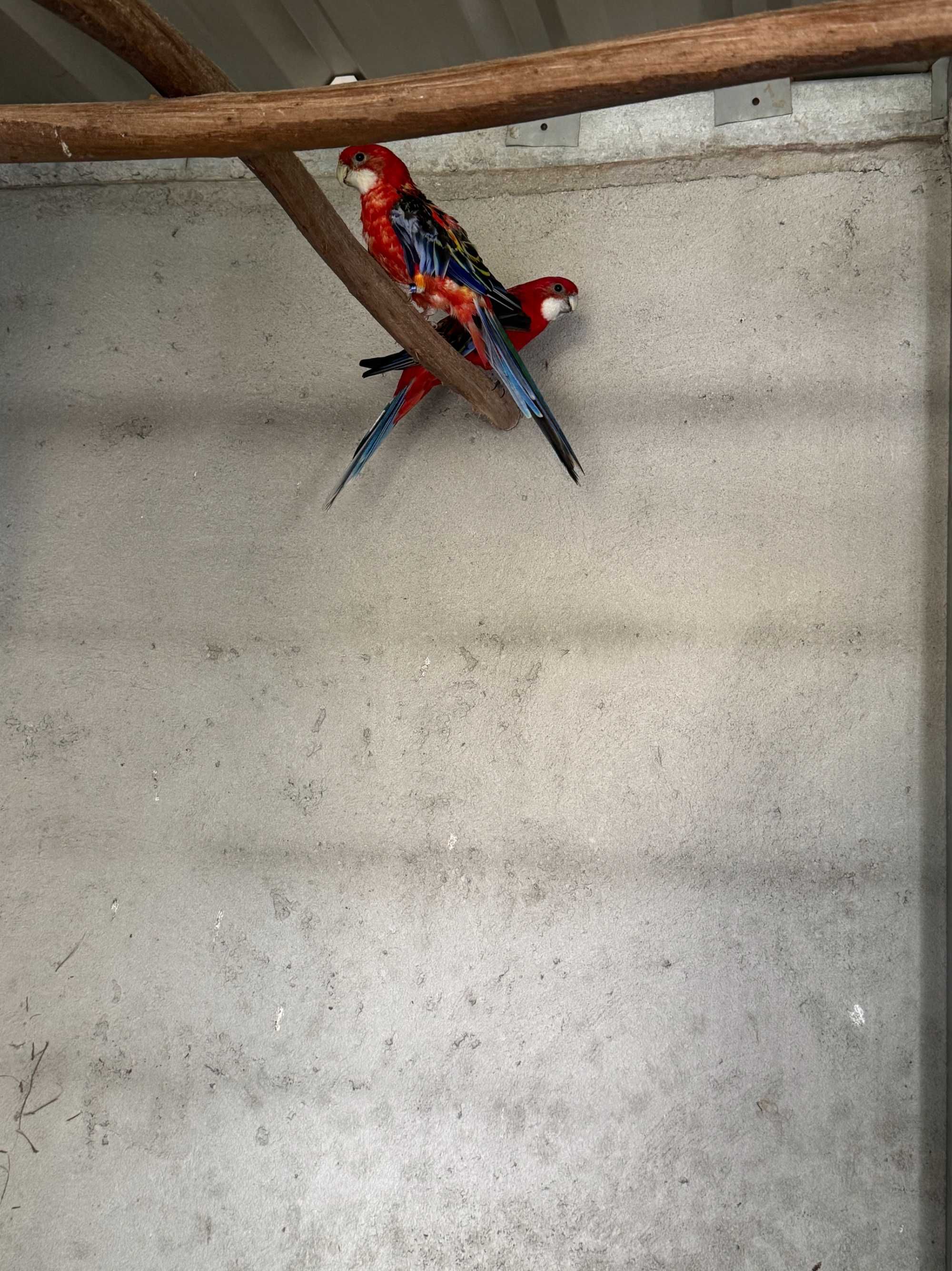 Casal Roselas Platycerus