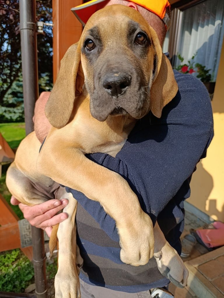 Dog niemiecki szczenięta