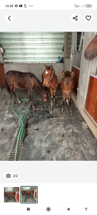 Venda de cavalos