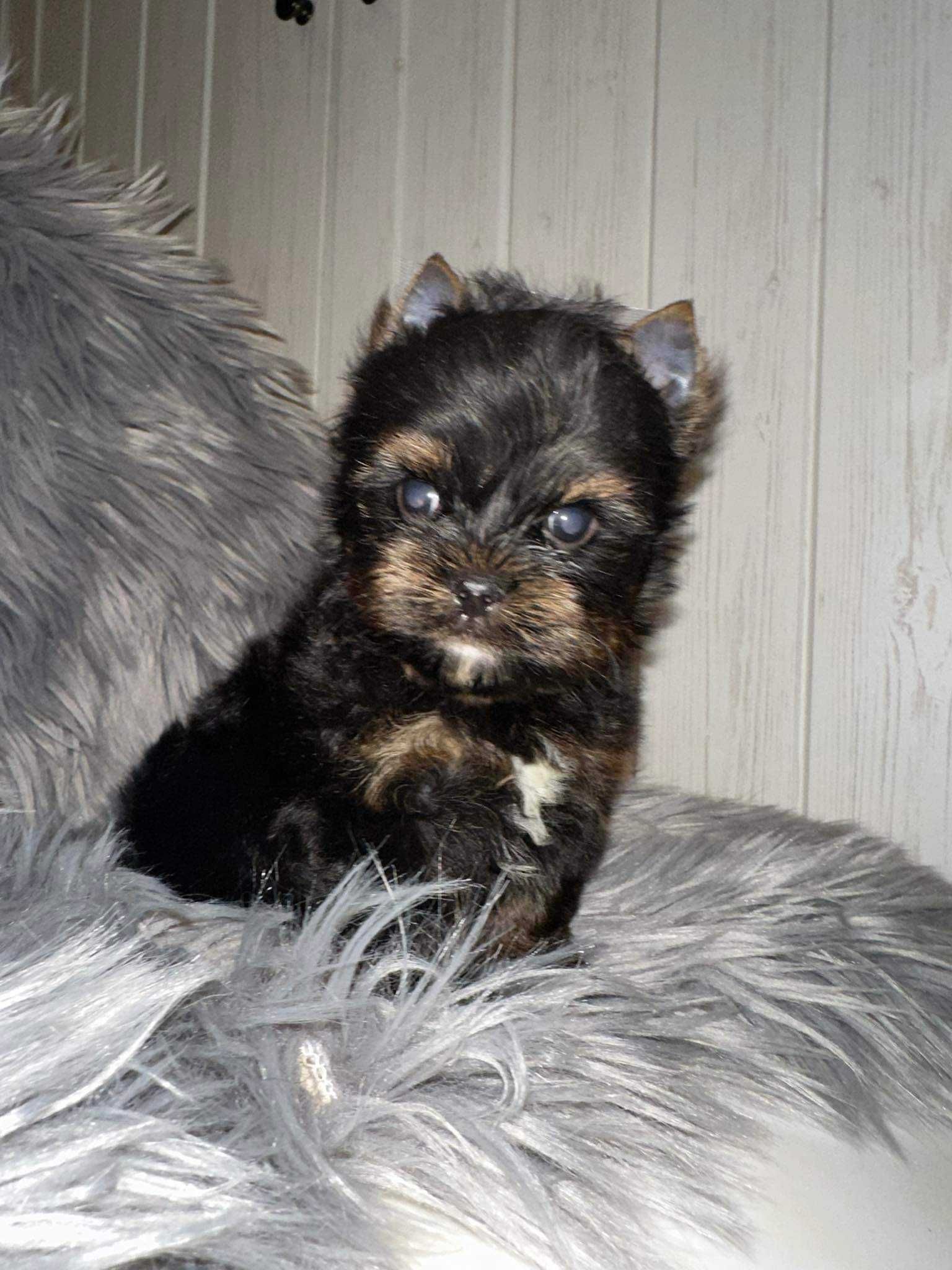 Yorkshire terrier Samiec black & tan