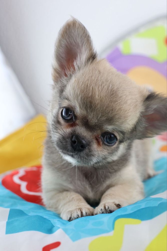 chihuahua macho pelo comprido
