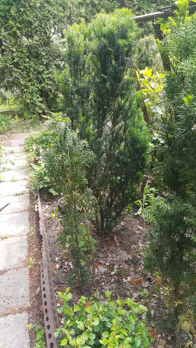 Cisy różnej wielkości