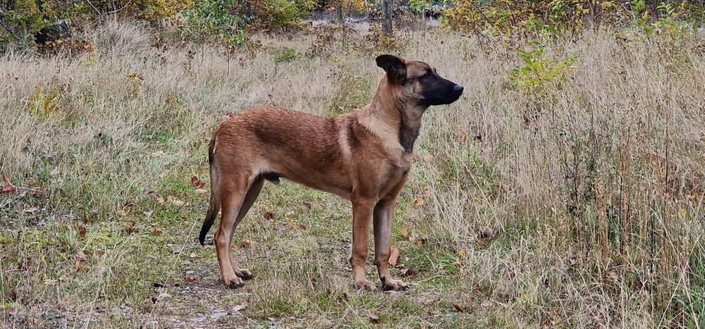 Owczarek belgijski Malinois