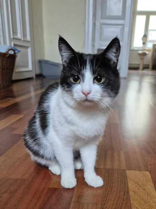 ELAINA długo była dzielna - teraz potrzebuje już swojego miejsca.