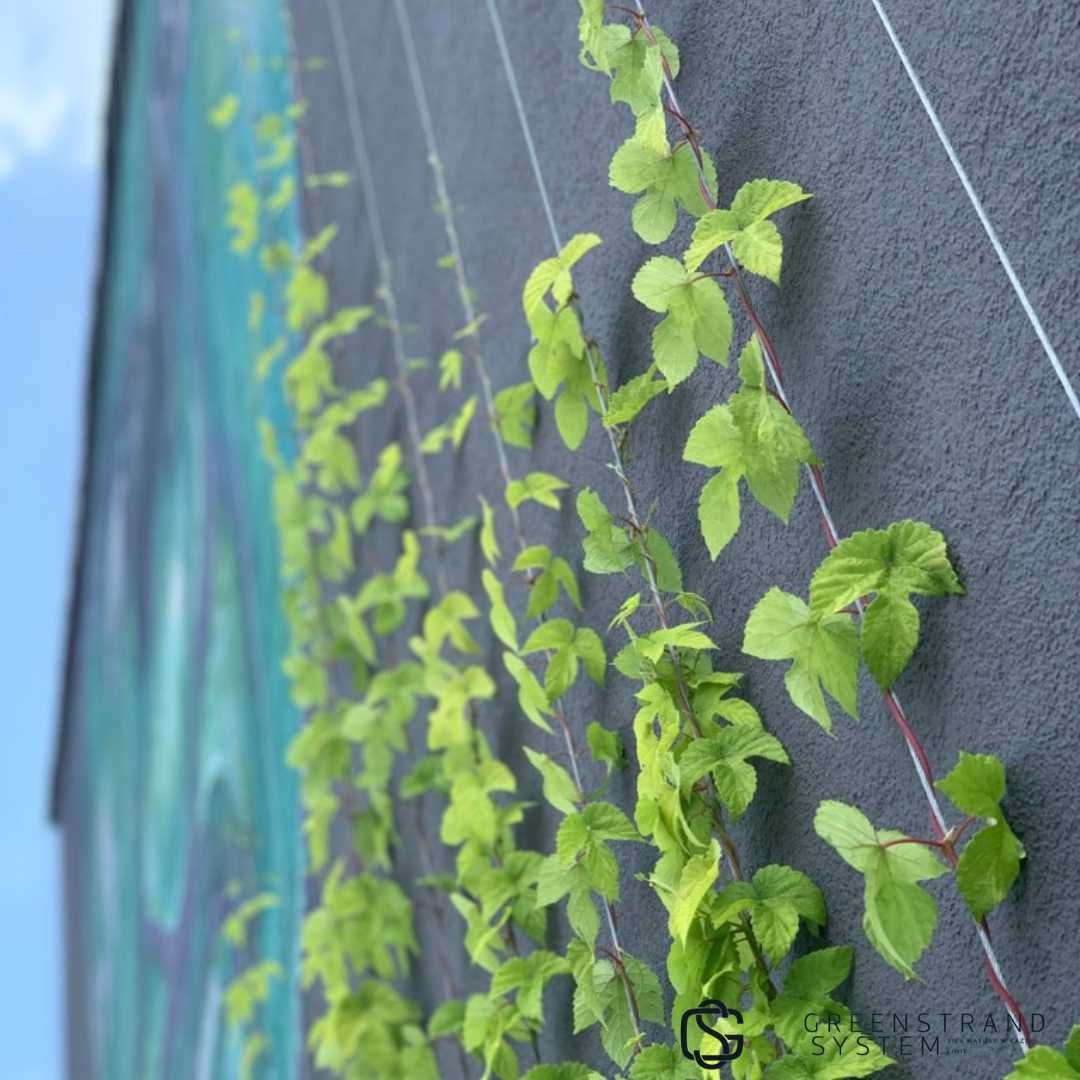 Pergola ogrodowa z linami stalowymi. Przesłona i przegroda w jednym.