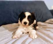 Szczeniak Border Collie