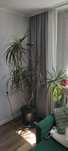 Dracena obrzeżona.