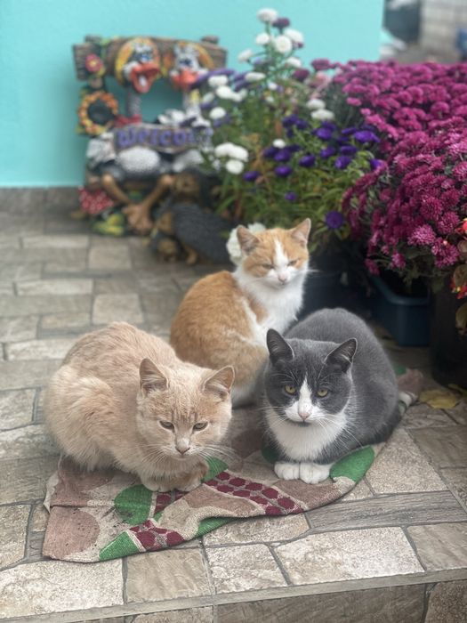 Шукаємо трьом кошенятам домівку.