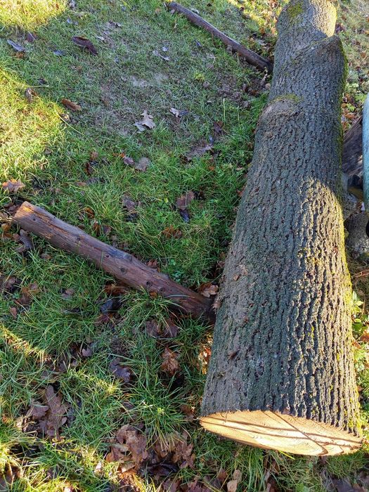 Продається кругляк ясеняь