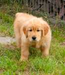 Chłopczyk linii Amerykański Golden Retriever
