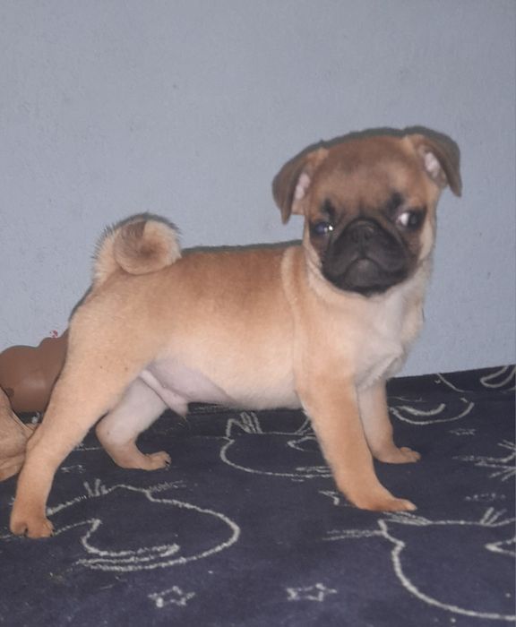 Мопсодітки.  Хлопчики абрикосики.