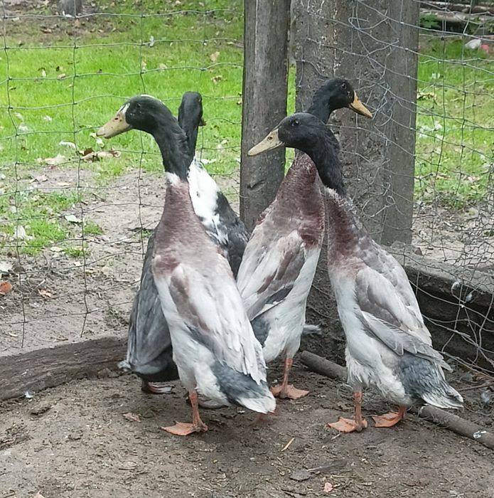 Sprzedam biegusy indyjskie