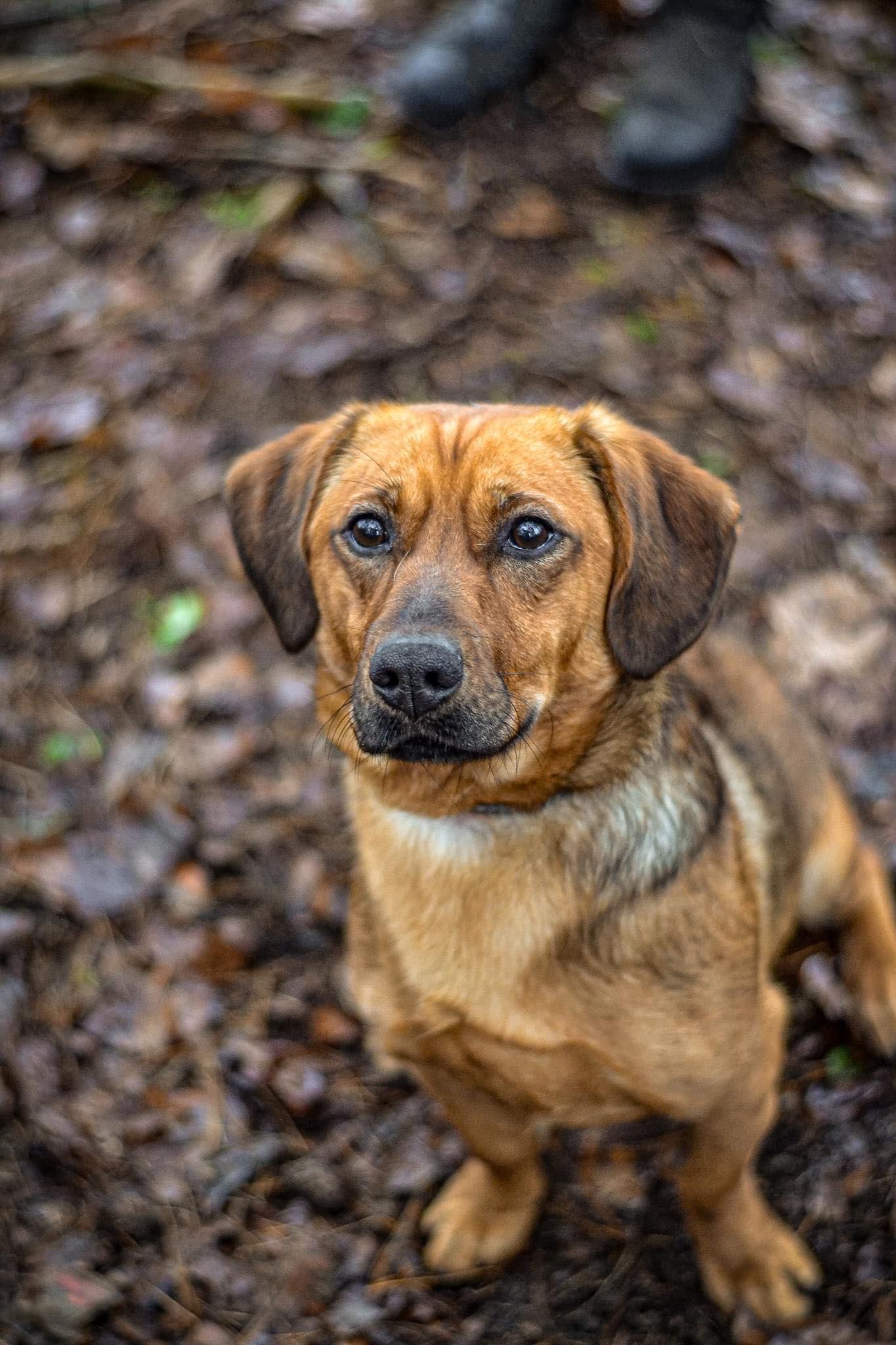 Młody, rudy pies do adopcji