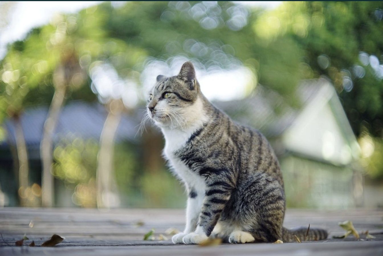 Ricoh Auto Rikenon 55mm F1.4 M42 [Tomioka]