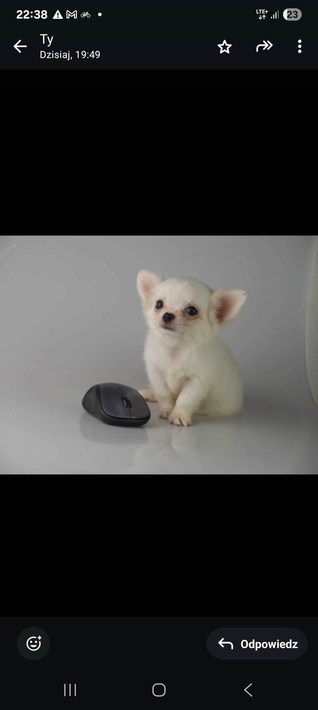 Chihuahua piesek