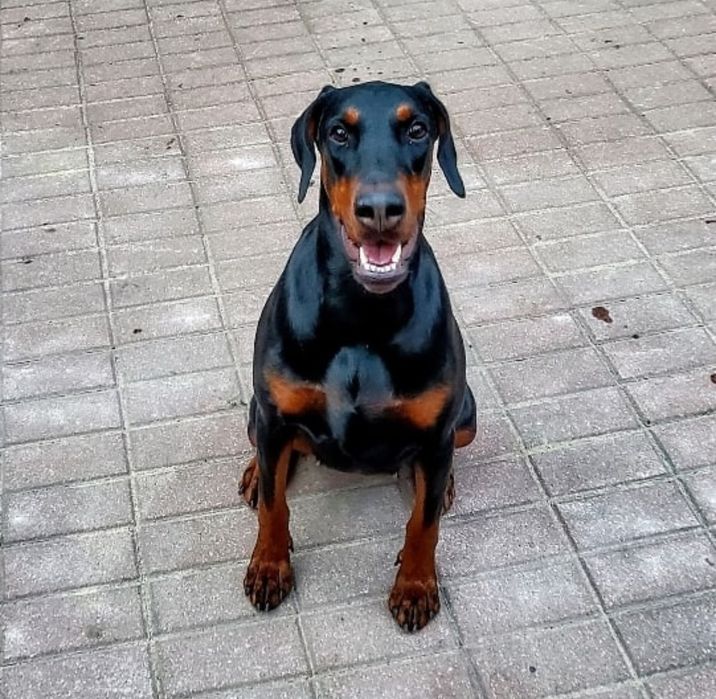 Doberman europejski - mocnej budowy - suczka