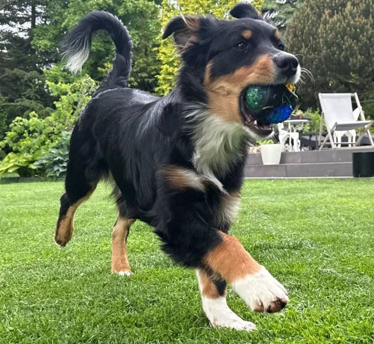 Gryzak piłka dla psa z kolcami zabawka interaktywna do aportowania