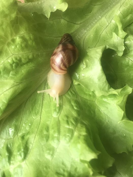 Улитята ахатины