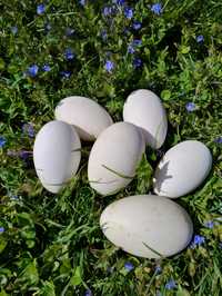 Gęsie jaja konsumpcyjne wysyłka