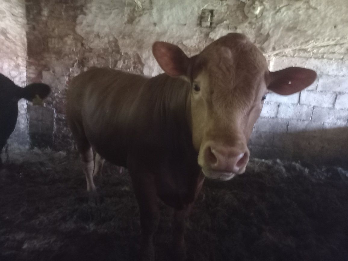 Buchaj byk angus czerwony mięsny rozplodnik bezrożny