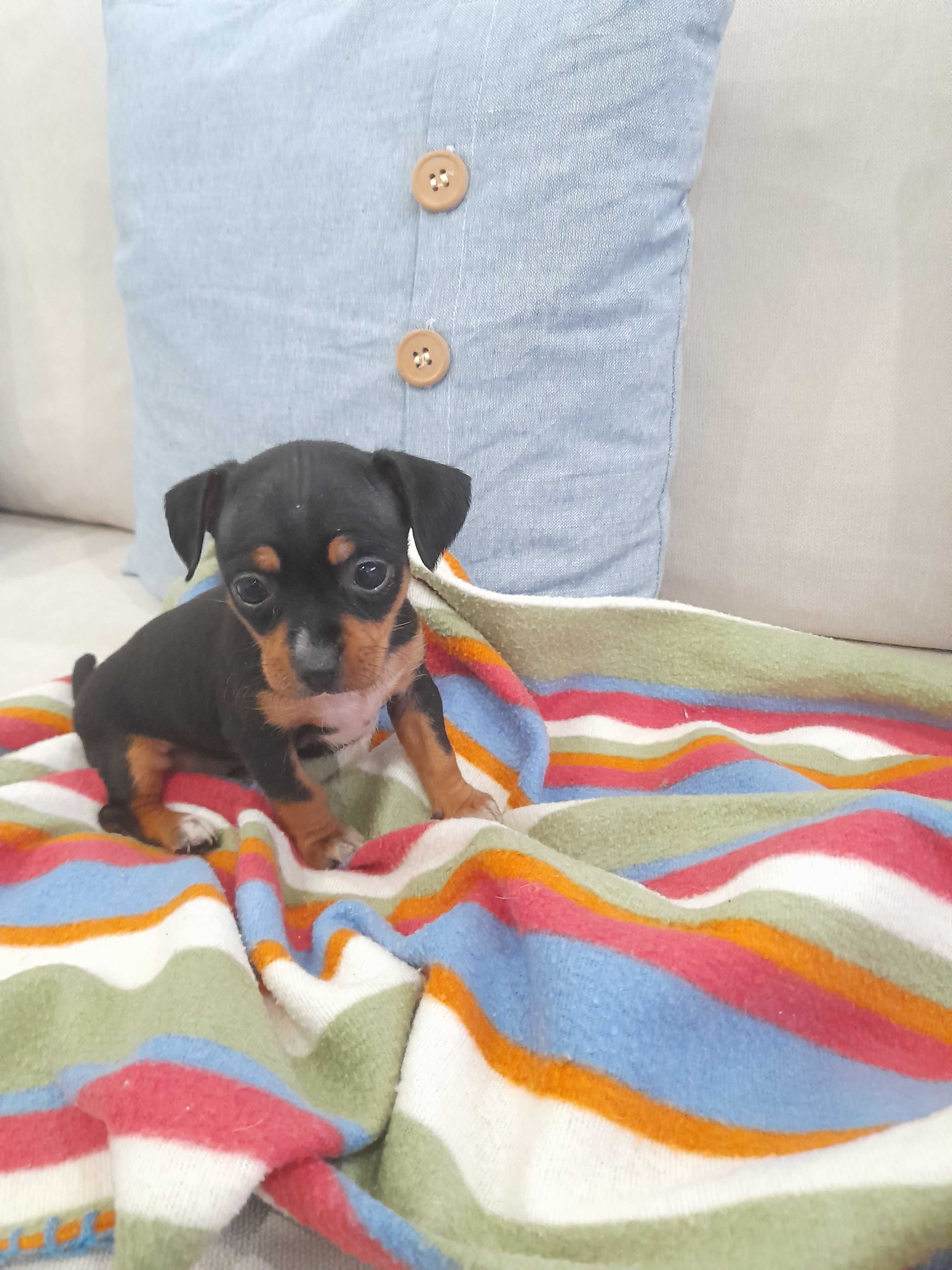 Pinscher Miniatura