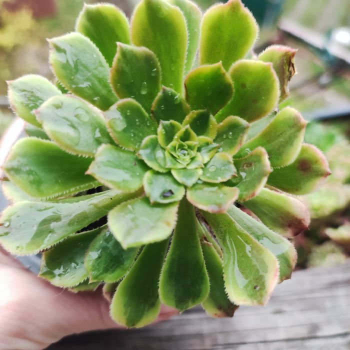 Аеоніум aeonium fiesta var