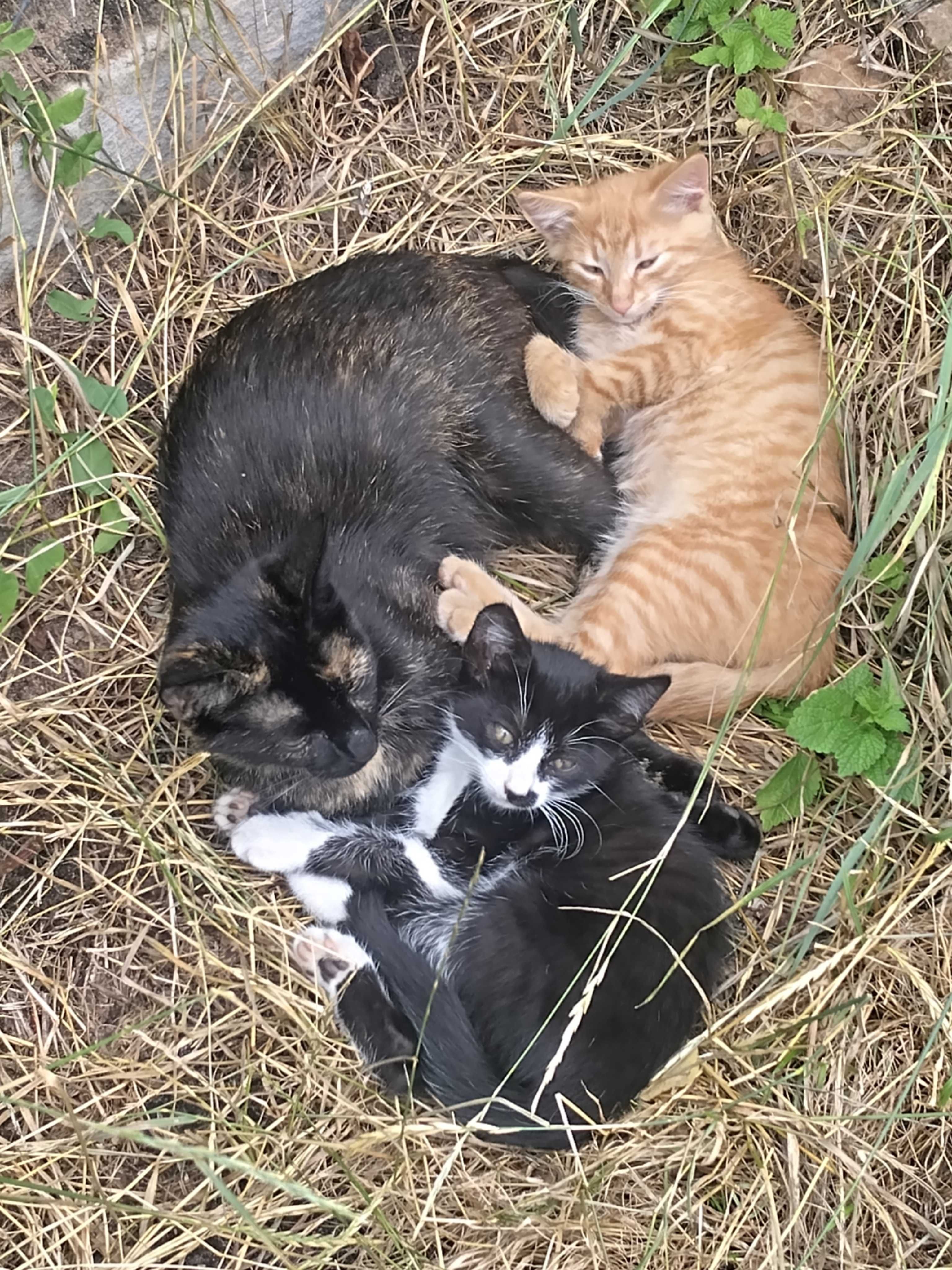 2 koty i 2 kotki