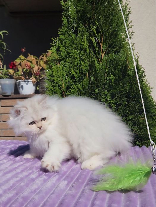 Ніжний британський хлопчик